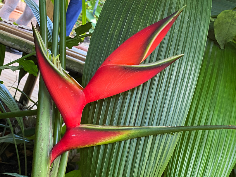 Giant Lobsterclaw (Heliconia bihai), Red palulu, Balisier, Macawflower, Wild Plantain, Scharlachrote Hummerschere, Lobster Claw, Mordan krab, Macaw-flower, Firebird, Wild Banana, Bastard Plantain