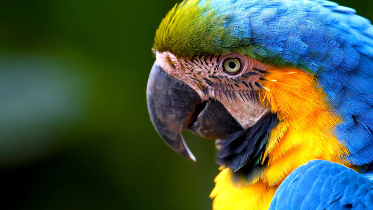 Blue and yellow guadeloupe macaw