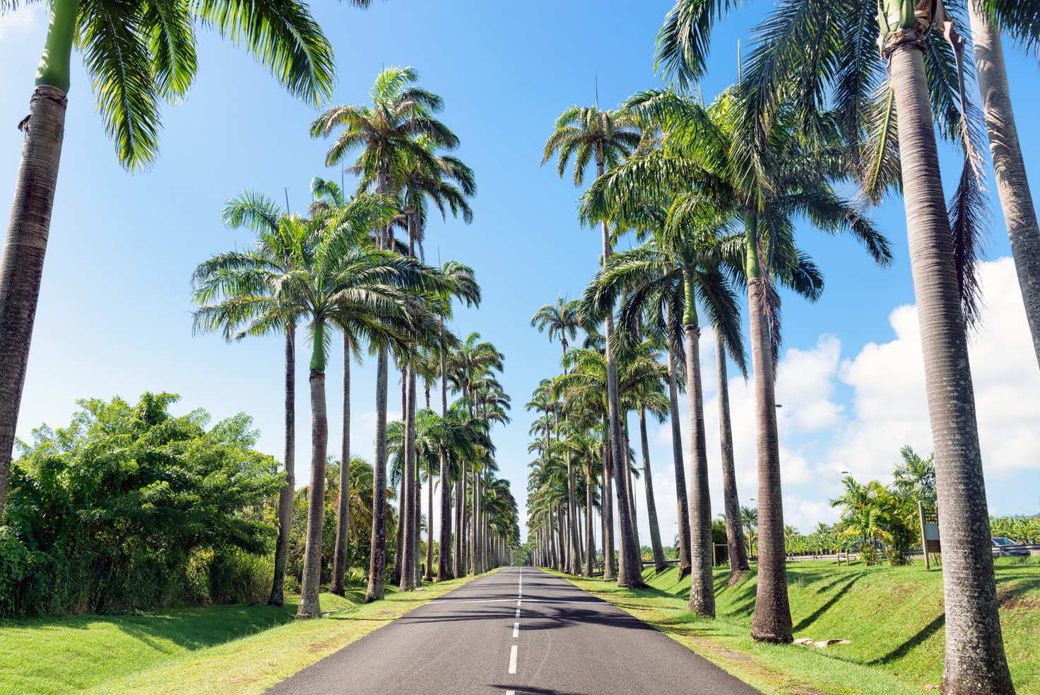 Capesterre Belle eau, Guadeloupe, French West Indies, famous royal palm( roystonea regia )fringed road named  Dumanoir alley.